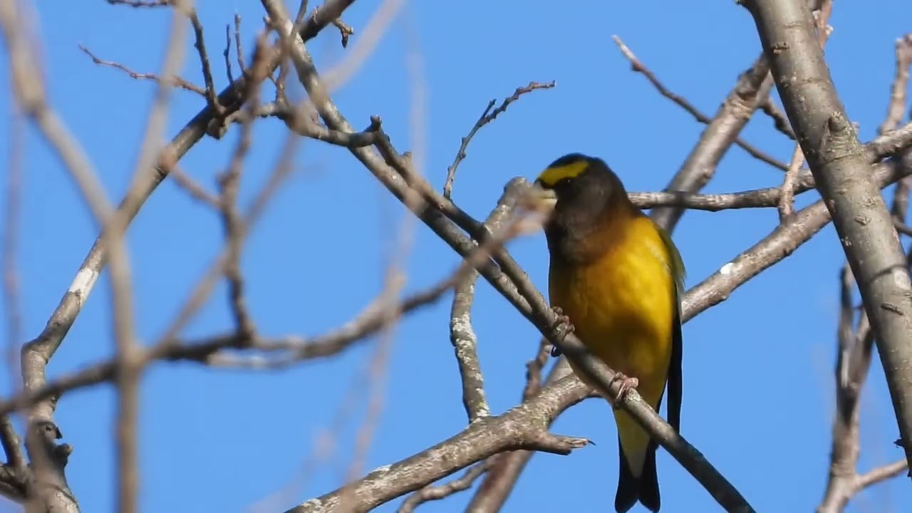 Evening Grosbeak