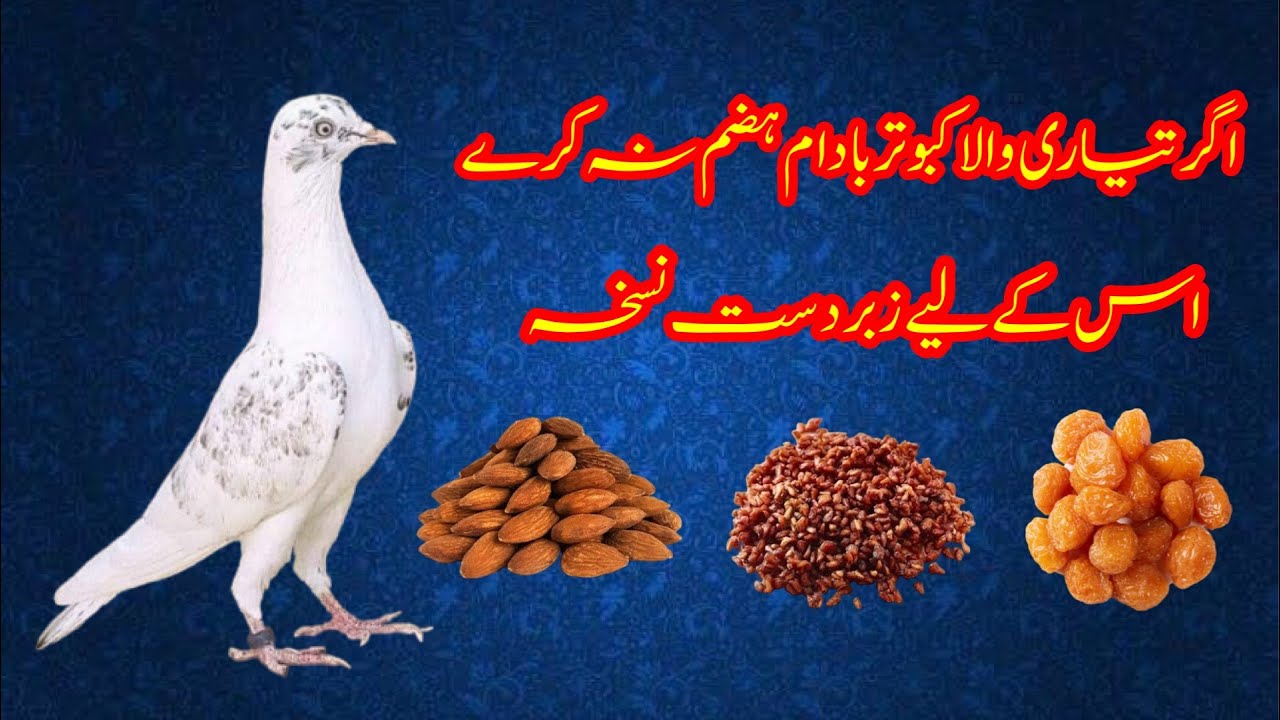 Agar Taiyari Wala Kabootar Badam Hazim Na Kary Us K Liye Nuskha || Afzaal Pigeons