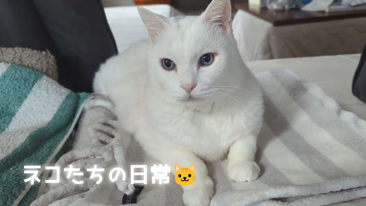 ネコたちの日常🐱