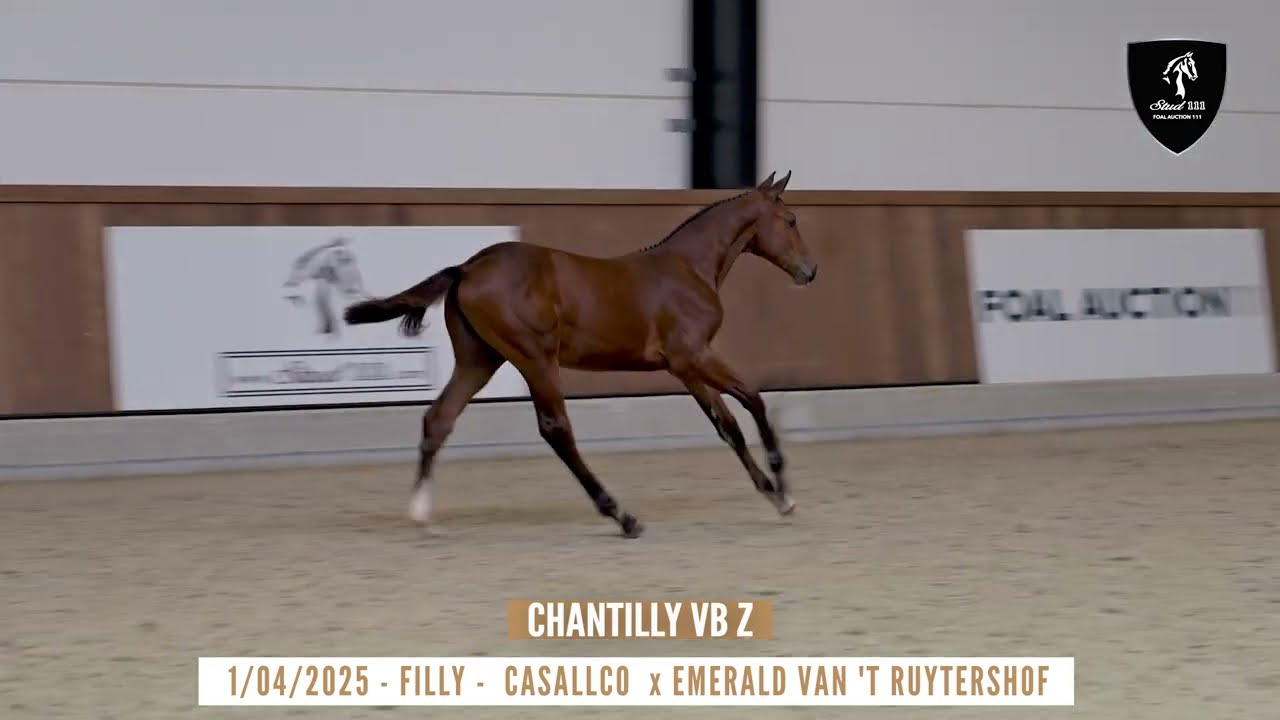 NR 7 - CHANTILLY VB Z (Casalcco x Emerald)