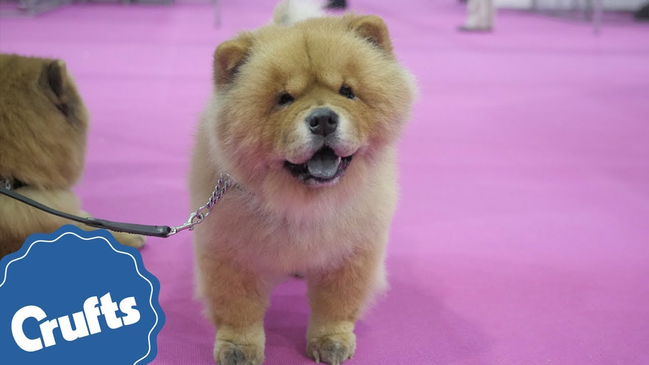 Come to Discover Dogs 2017! Meet over 200 breeds of dog!