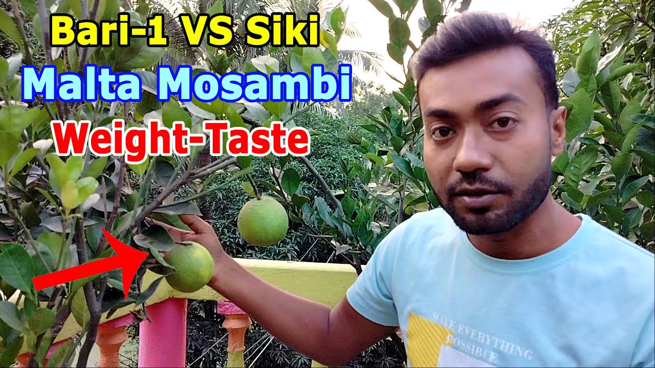 Bari-1 VS Indian Siki Malta Mosambi Difference 2025 | Fruit Harvest Weight-Taste | Ihan Agro Farming