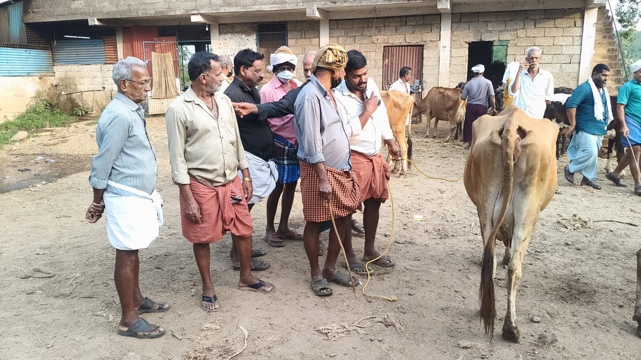 പെരുമ്പിലാവ് ചന്തയിൽ സജീഷ് വാണിയങ്ങളും പാൽപ്പശുവിനെ വിൽക്കുന്നു ഒരു പശുവിനെ രണ്ട് ആവശ്യക്കാർ വന്നു 