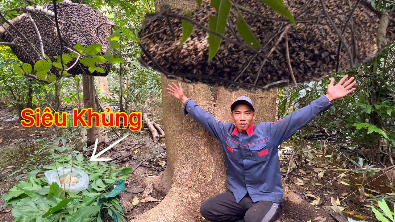 Thần Rừng Ơi Hãy Giúp Con Mạo Hiểm Leo Tuốt Trên Trời Cao Hốt Hai Tổ Ong Mật Khổng Lồ
