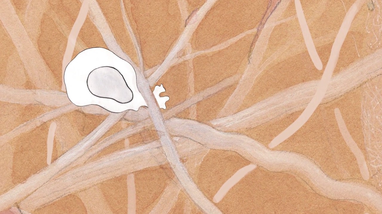 ASCB Celldance 2016 &mdash; &ldquo;The Big Squeeze: What Dendritic Cells Do to Fight Infection&rdquo; Matthieu Piel HD