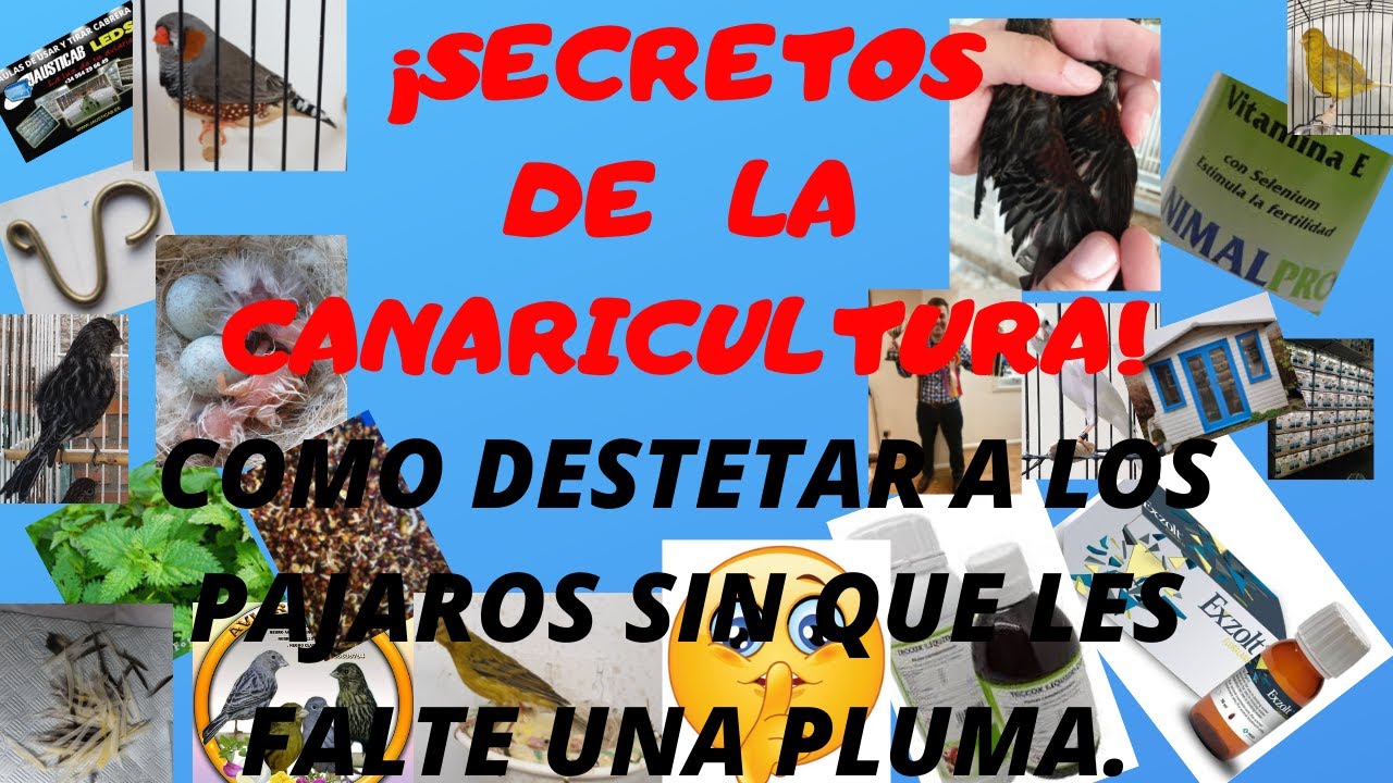 COMO DESTETAR A LOS PAJAROS SIN QUE LES FALTE UNA PLUMA