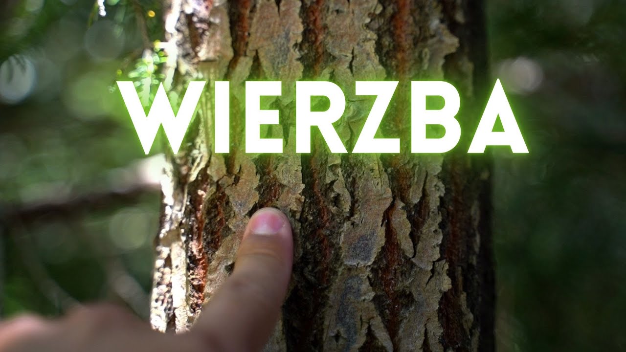 Co musisz wiedzieć o WIERZBIE! | szybkie drzewa