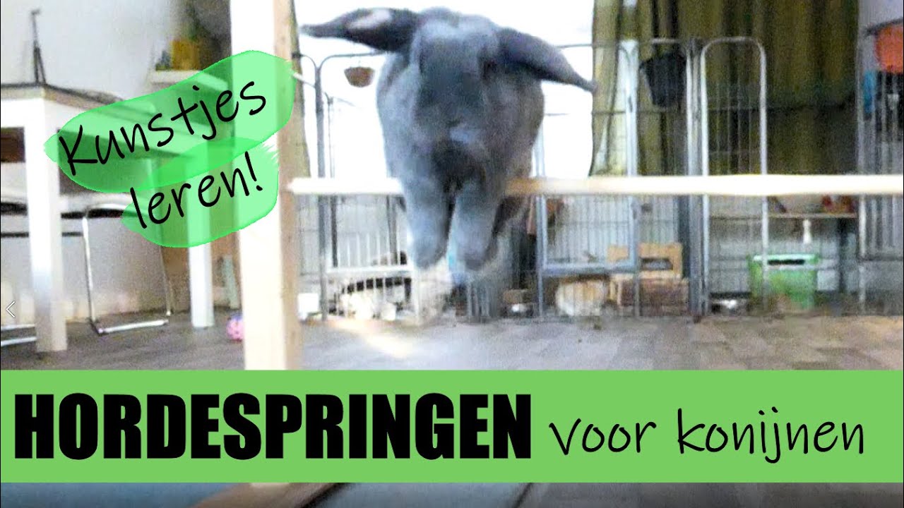 HORDESPRINGEN voor KONIJNEN! Leer je konijntjes kunstjes