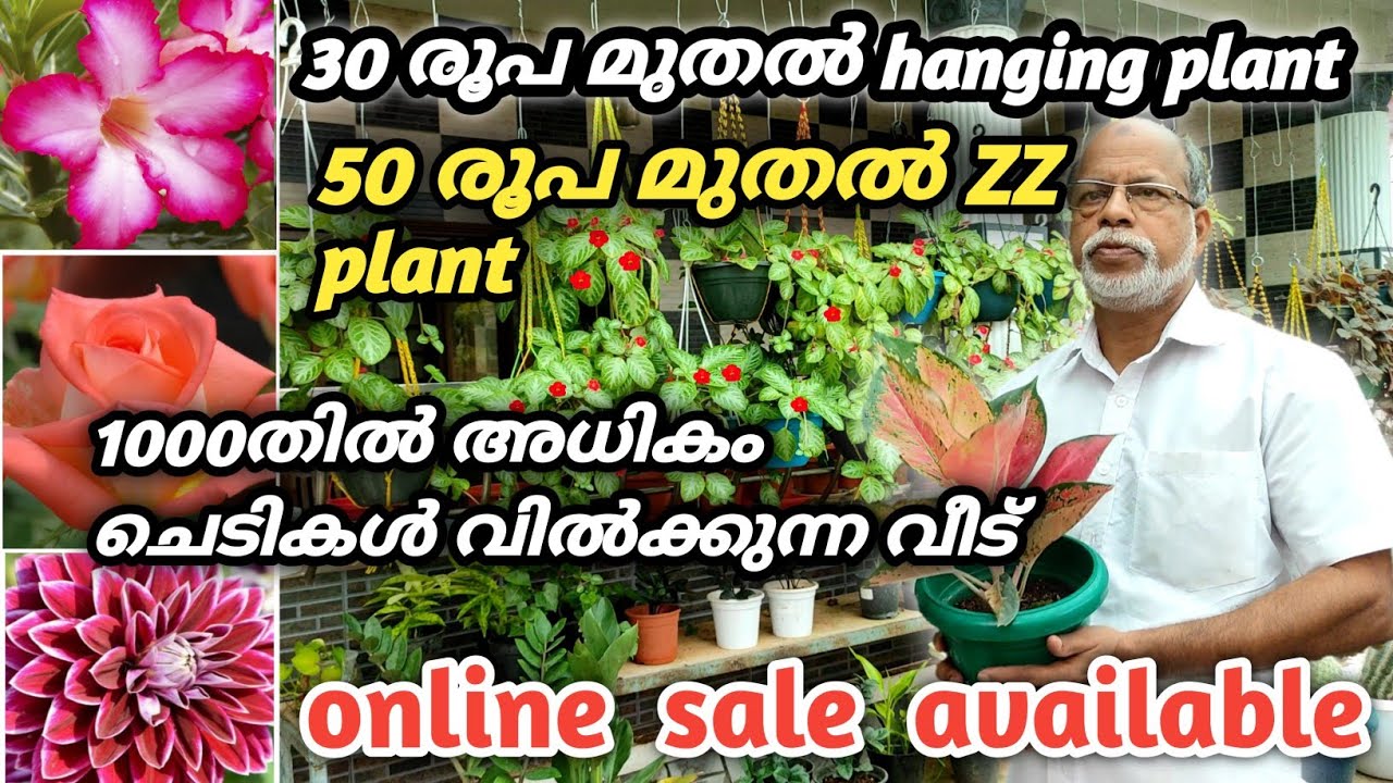 Online sale available കേരളത്തിൽ എല്ലായിടത്തേക്കും /1000തതിൽ അധികംചെടികൾ വിൽക്കുന്ന അടിപൊളി ചെടി വീട്