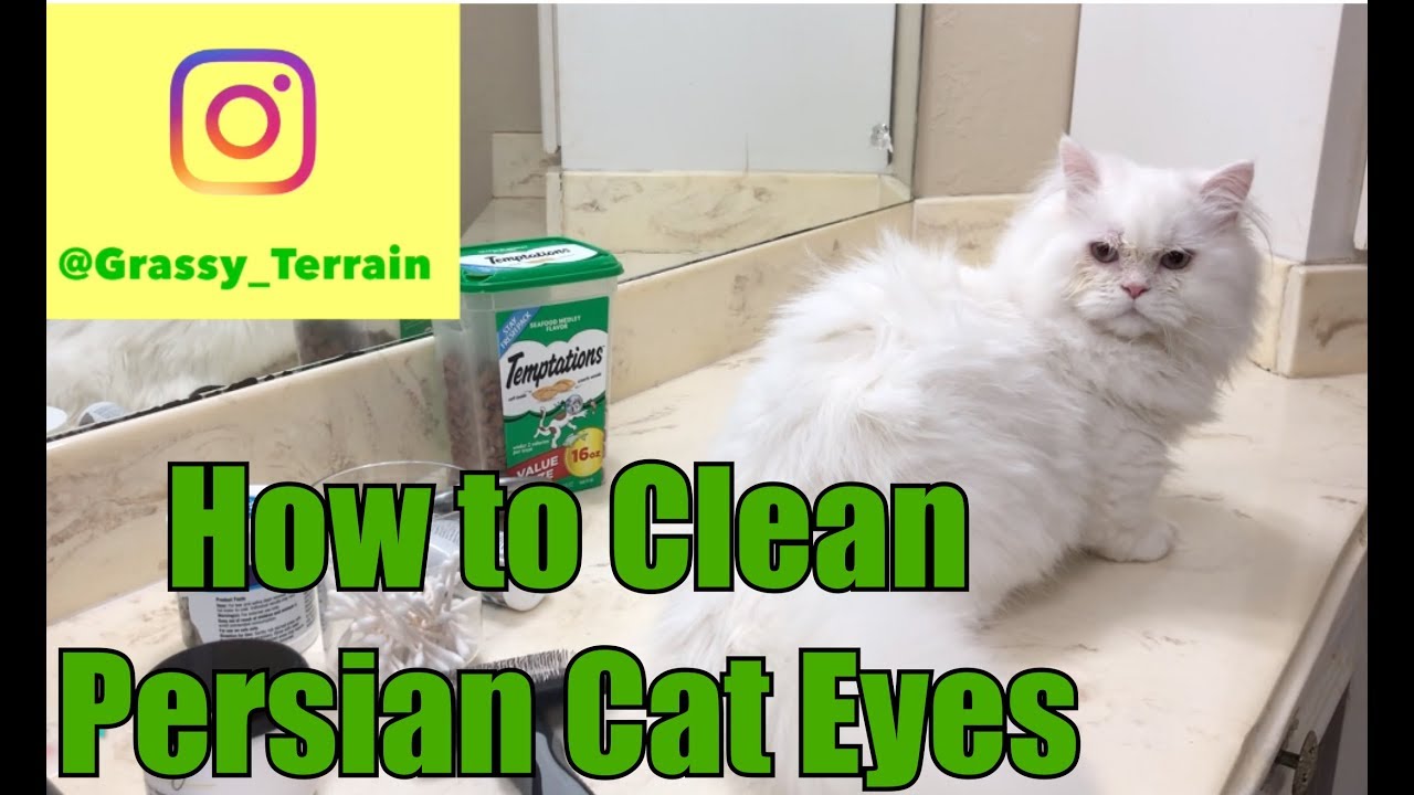How to clean Persian Cat Eyes