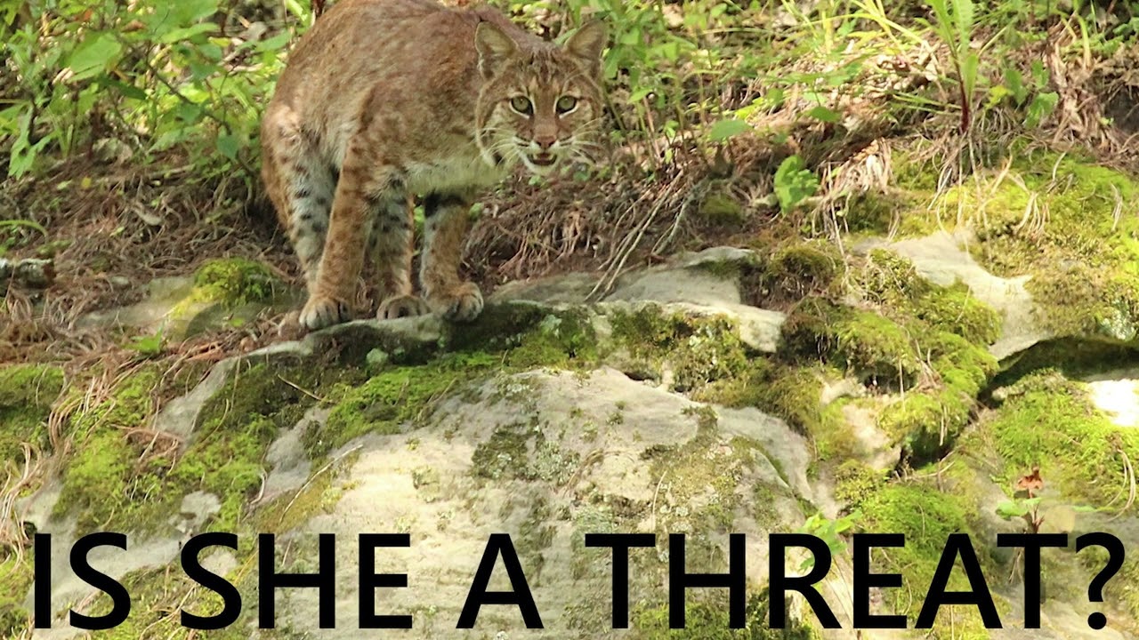 Bobcats Return to the Driftless | Al Cornell | Kickapoo Valley Reserve