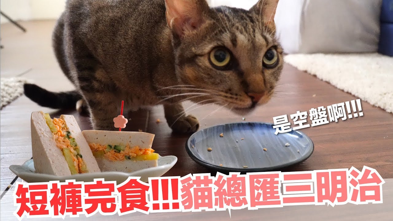 短褲吃完啦！！肉肉滿滿貓總匯三明治【貓副食食譜】好味貓鮮食廚房EP166