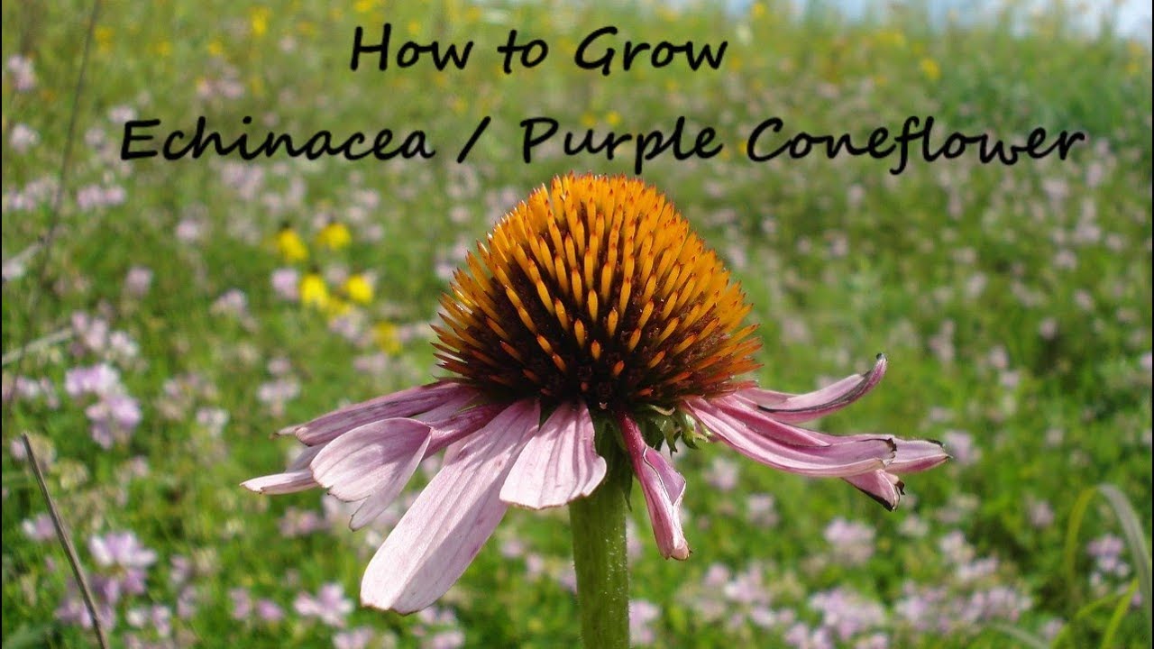 Как вырастить фиолетовый конусообразный из семени (Echinacea Purpurea)