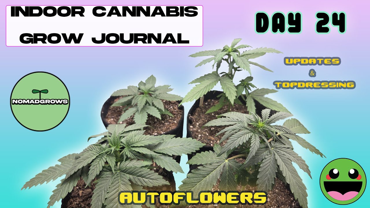 New Indoor Cannabis Grow Journal | Day 24 | Autoflowers