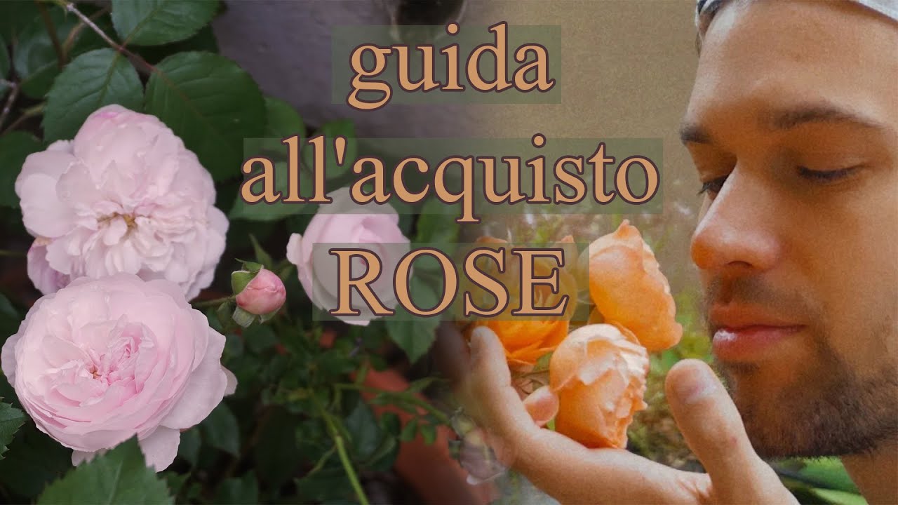 ROSE 🌹 | Guida all'acquisto