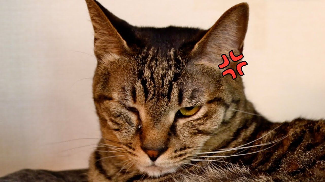 怒ってるよね…？
