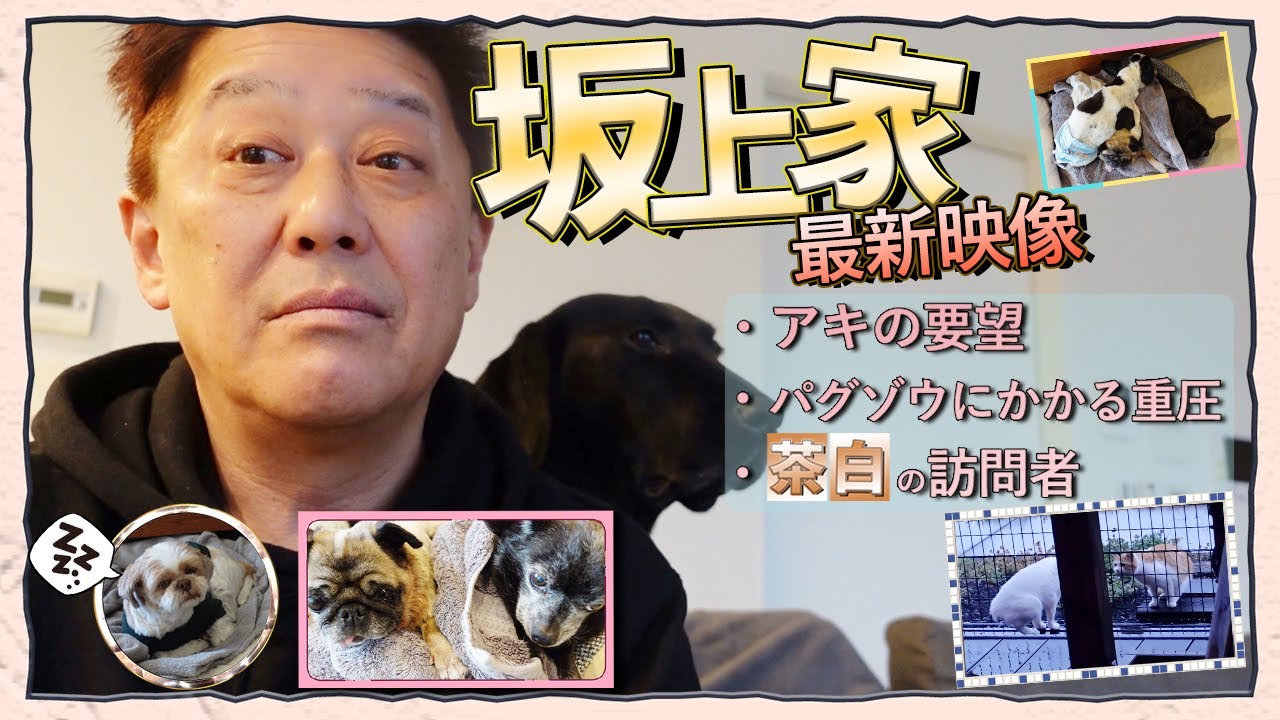 【坂上家】きょうだい最新映像～パグゾウにかかる重圧～