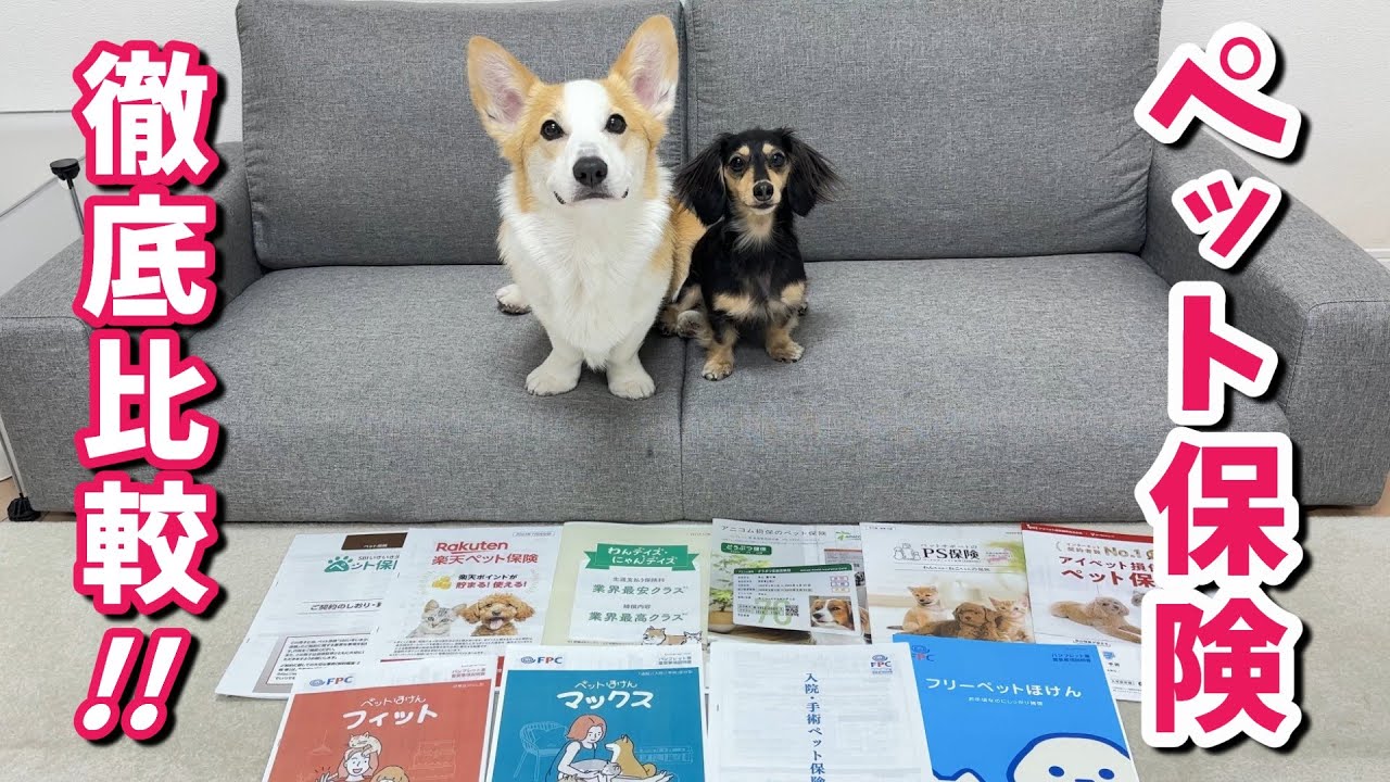 ペット保険徹底比較！！加入した保険はコチラです【2匹と一人暮らし】コーギー・ダックス