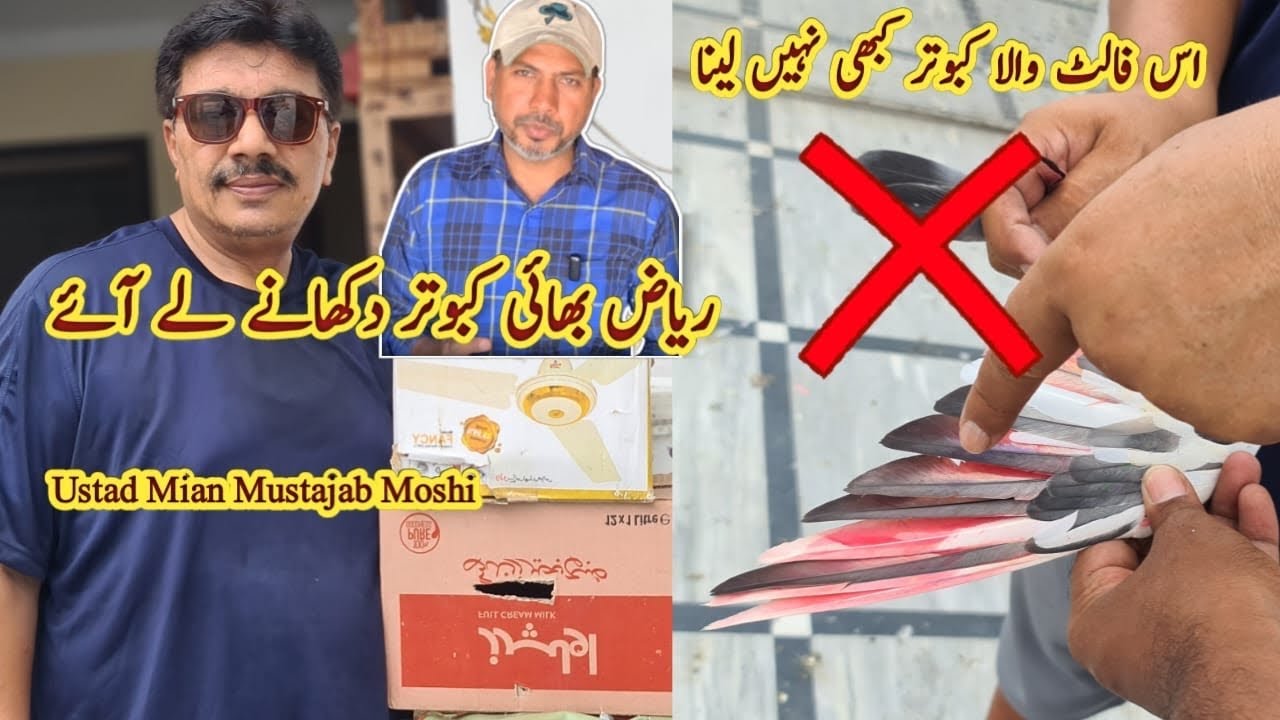 Riaz Bhai Kabootar Dikhane laye | Kabootar k Par ki Pehchan, Ustad Mian Moshi @pigeonsworldbyriaz