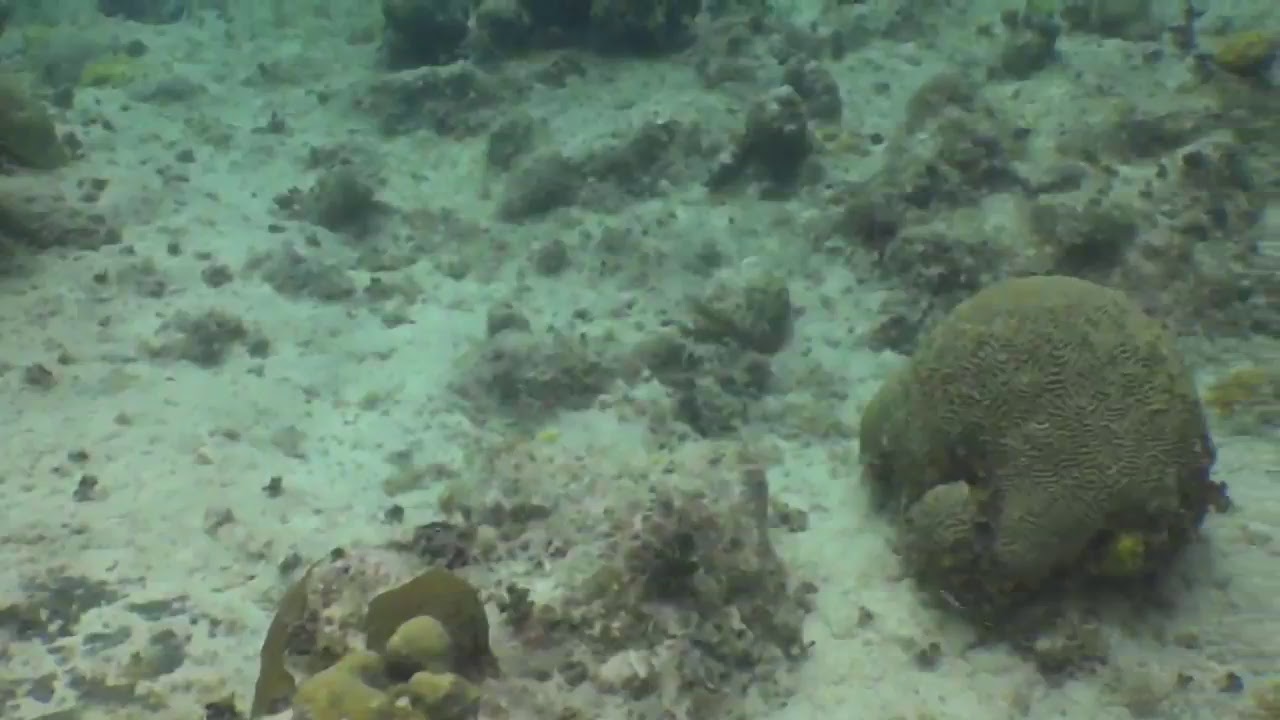 diveLIVE - Second Dive - July 27th 2018