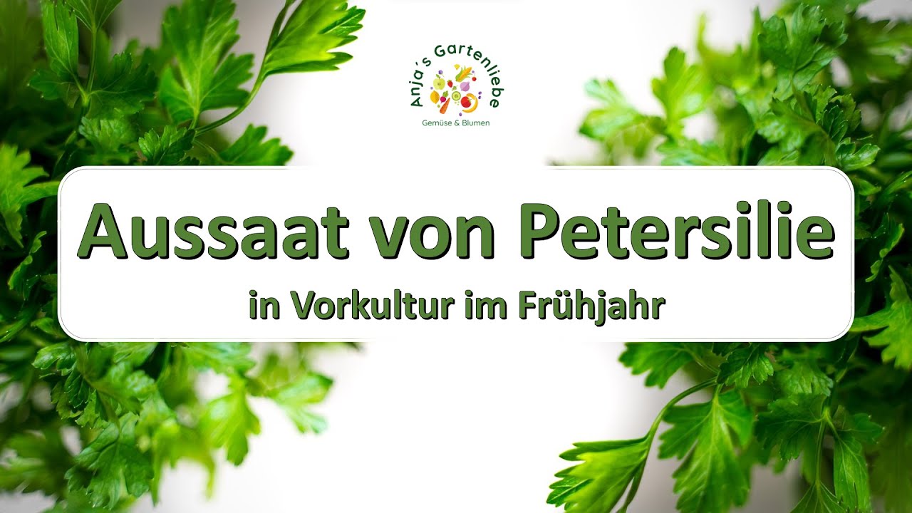Eigene Petersilie aus Samen ziehen - so gelingt es!
