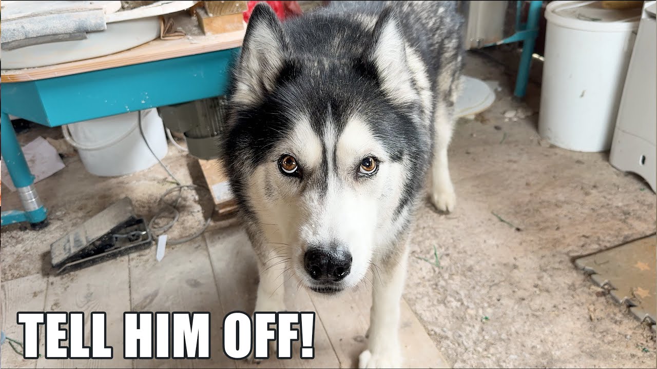 Husky Smells An Intruder! Wants Me To Send Message!