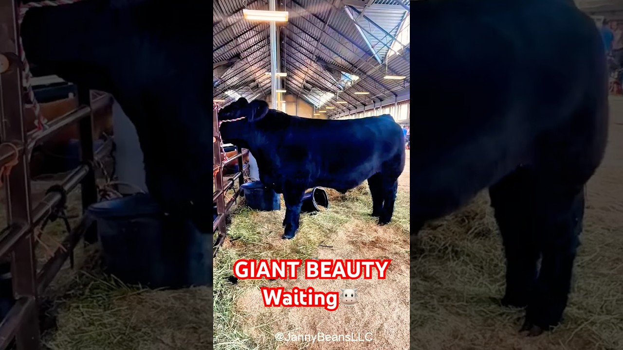 Gorgeous Black Angus Waiting at the Fair 🐮