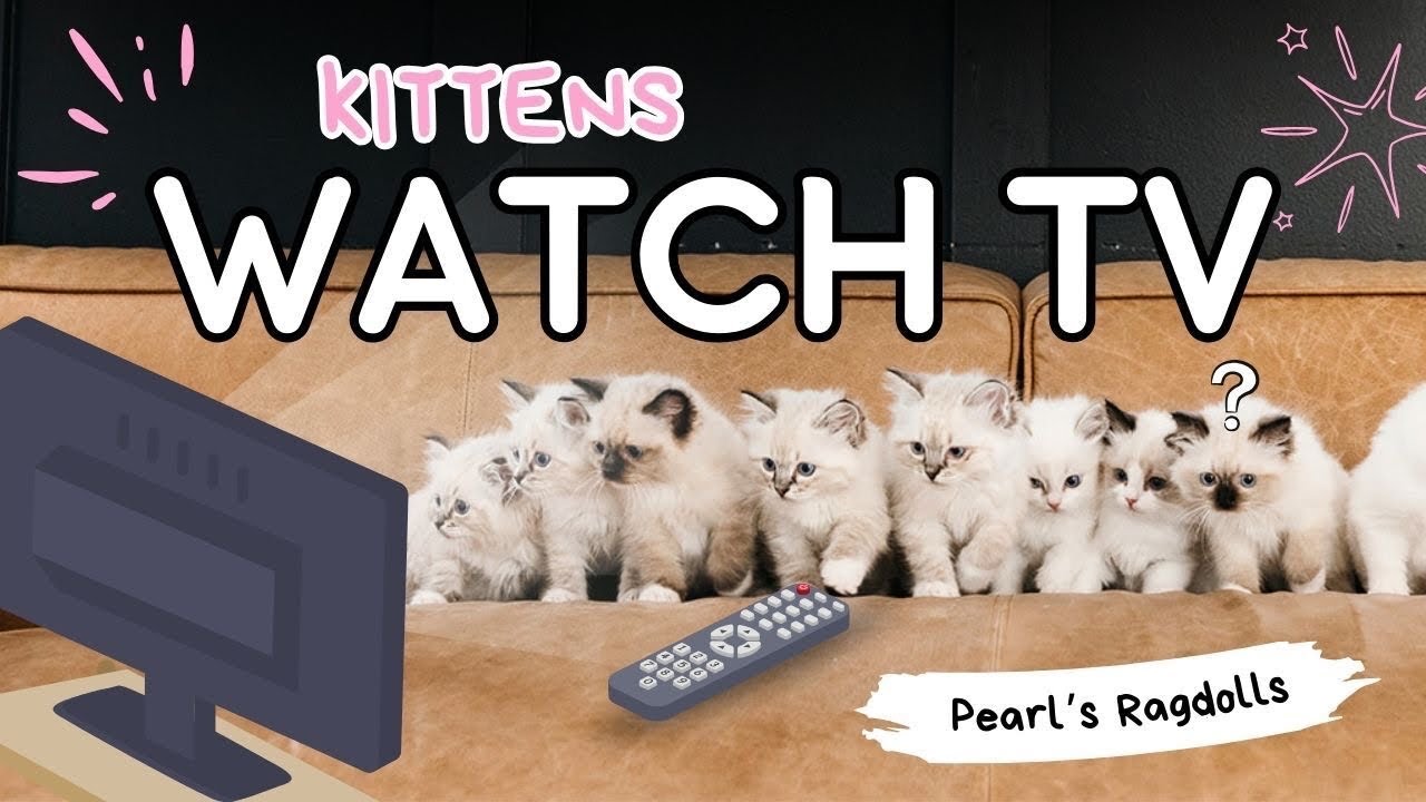 Котята впервые смотрят кошачье телевидение