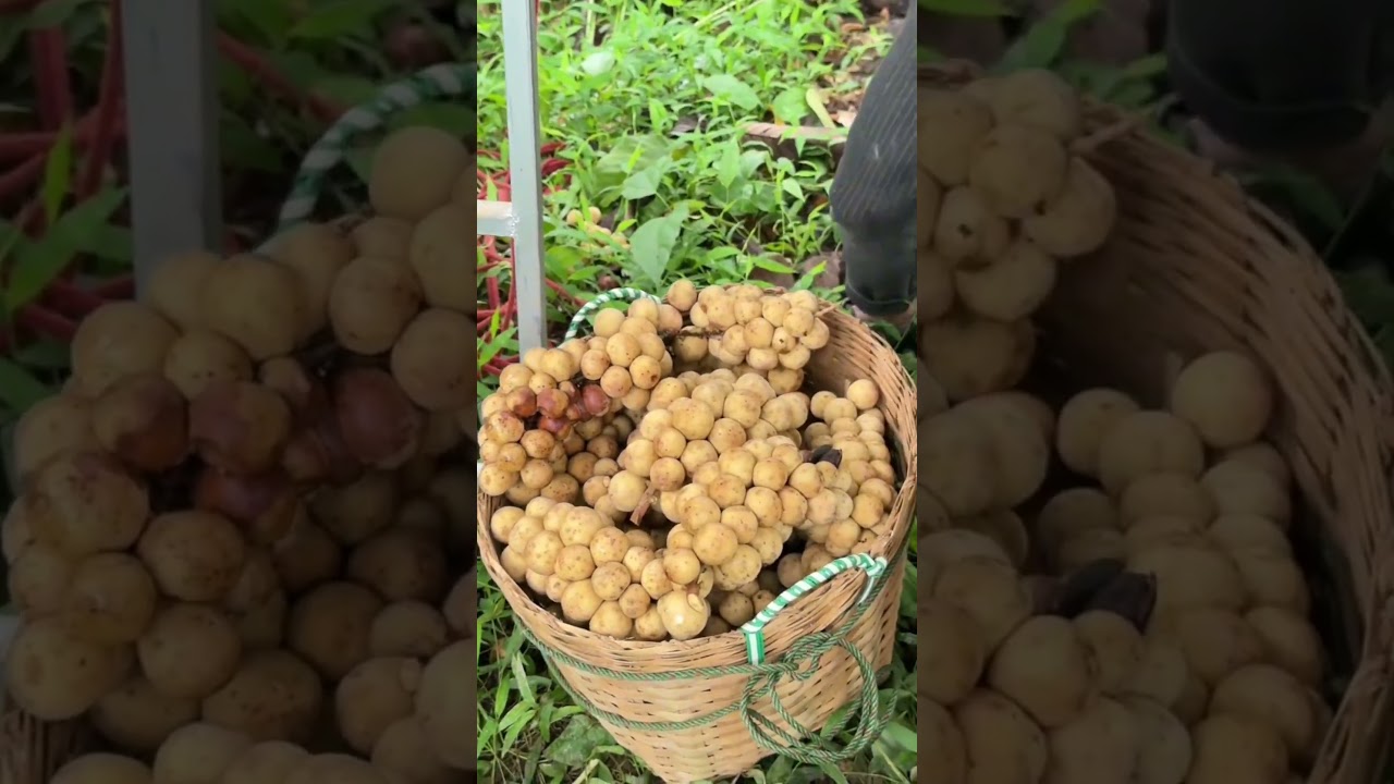 Harvesting Duku Langsat Fruit! #fruits  #satisfying  #fruitharvest