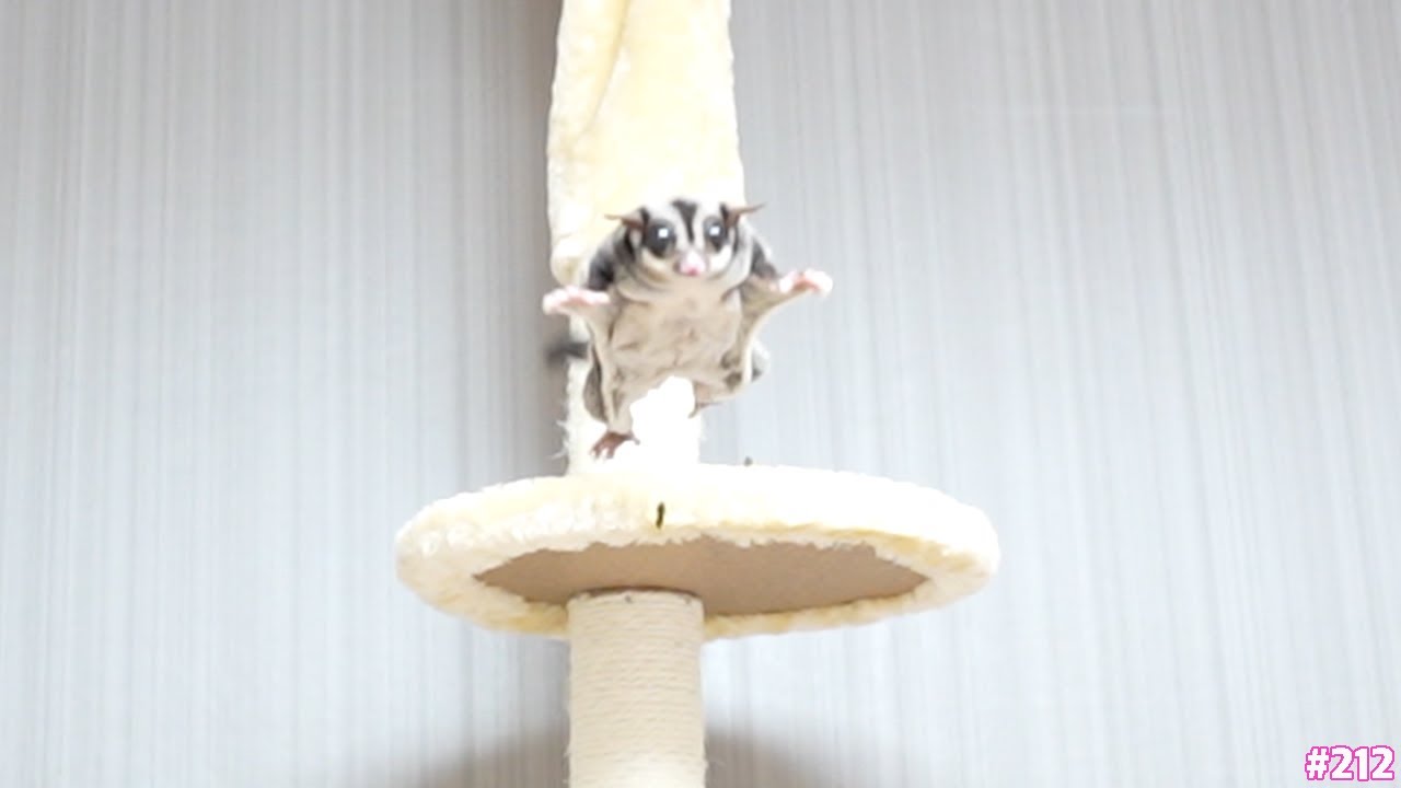 モモンガ・・飛びます！