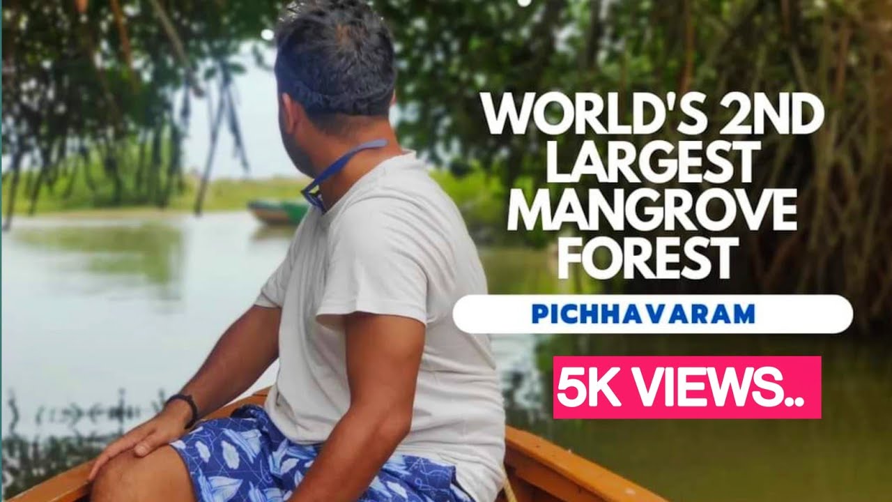 WORLD 2nd LARGEST MANGROVE FOREST Exploring