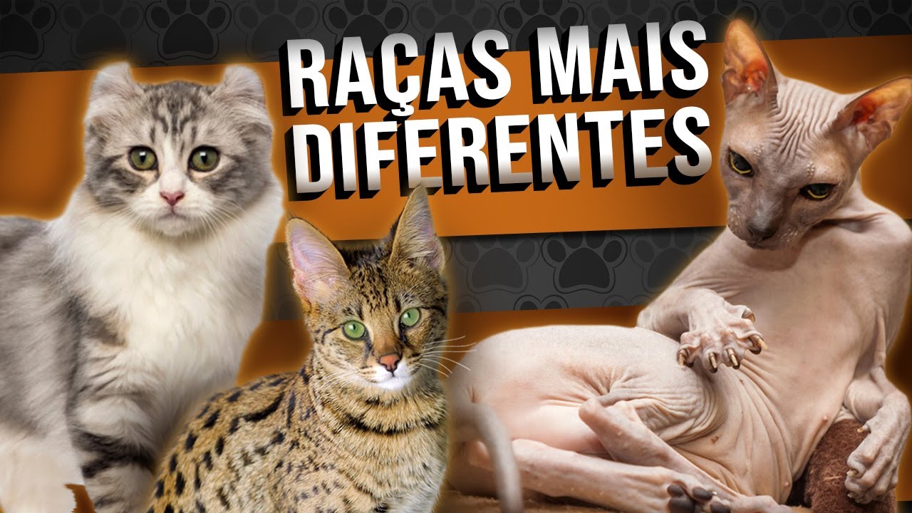 Raças de Gatos mais DIFERENTES E EXÓTICAS - TOP 5  (bonus no final)