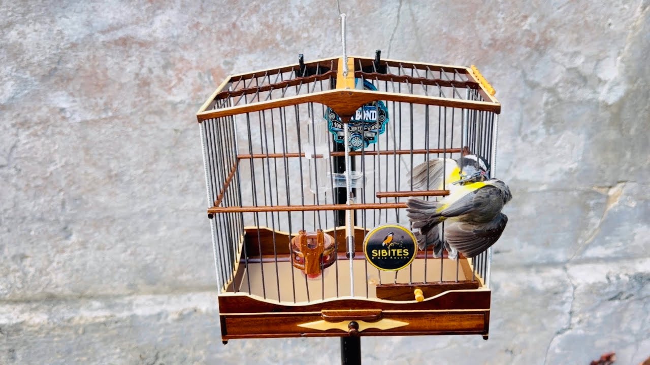 🔥 ESSA FÊMEA DE SIBITE SOLTA VAI DEIXAR O SEU SIBITE LOUCO! 🔥 ( sibites e cia campeada)