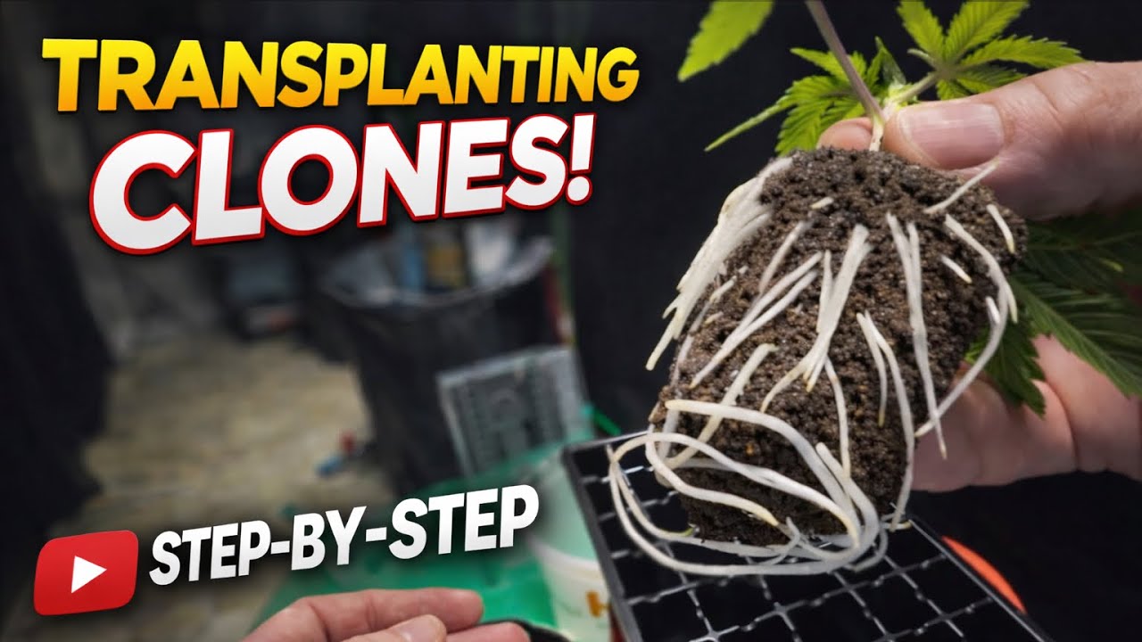 Transplanting Clones  for Faster Growth