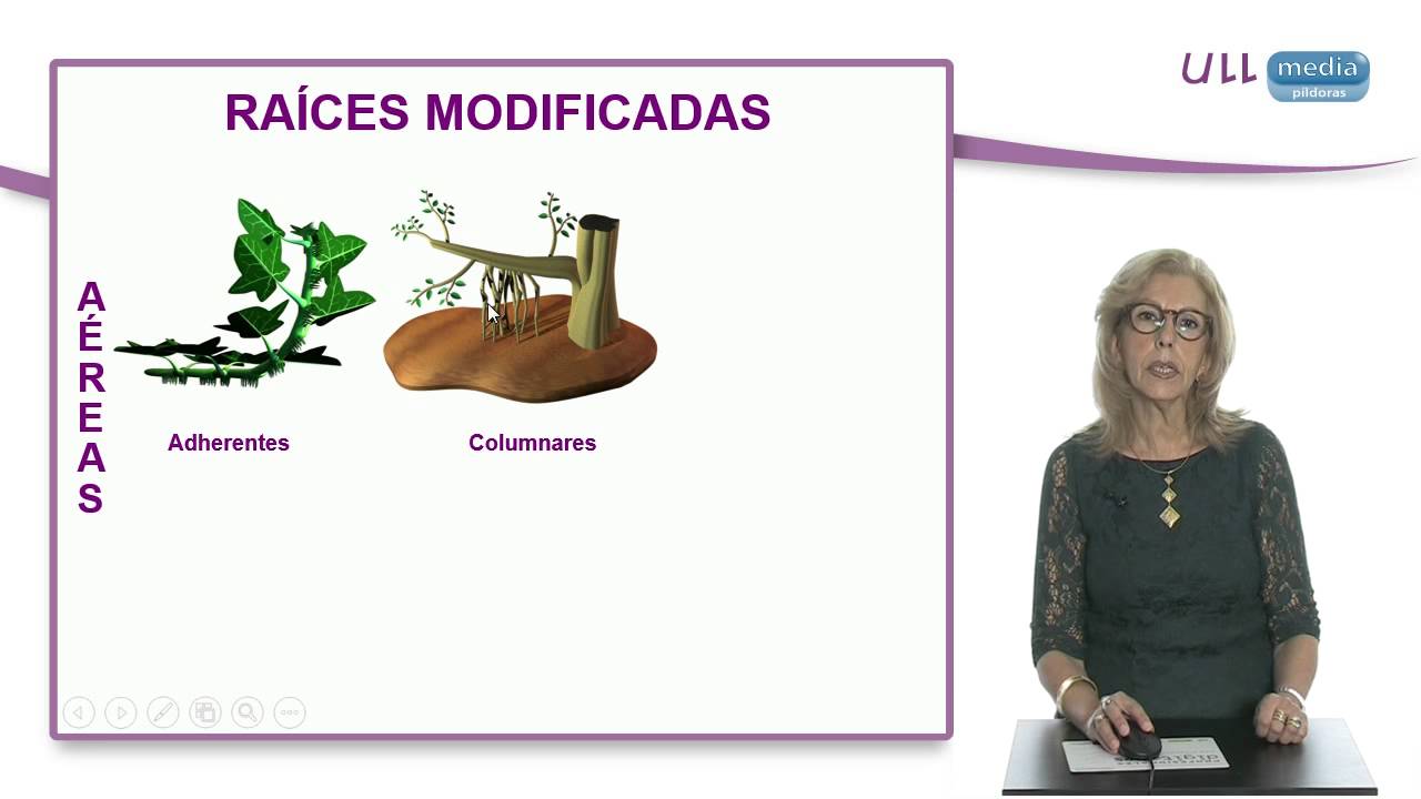 Morfología de espermatófitos. La raíz
