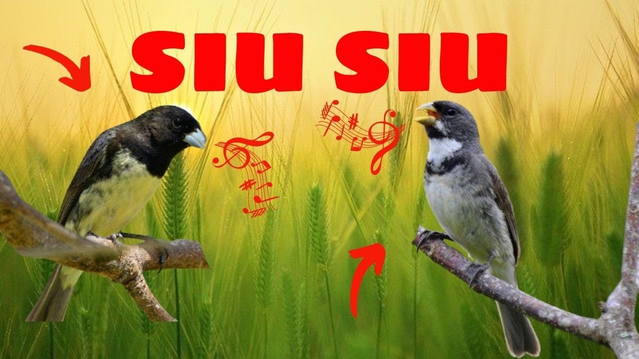 O MELHOR CANTO SIU SIU ENCARTE PAPA CAPIM / COM INTERVALO