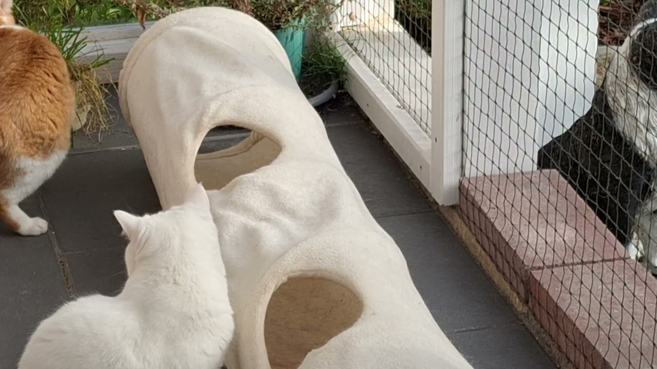 02.09.2025 - Levi hat jetzt endlich die Terrasse als sicheren Aufenthaltsort entdeckt.