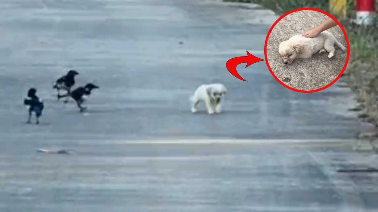 Chased by Crows, the Exhausted Puppy Ran—What My Two Son Did Next Made My Heart Melt