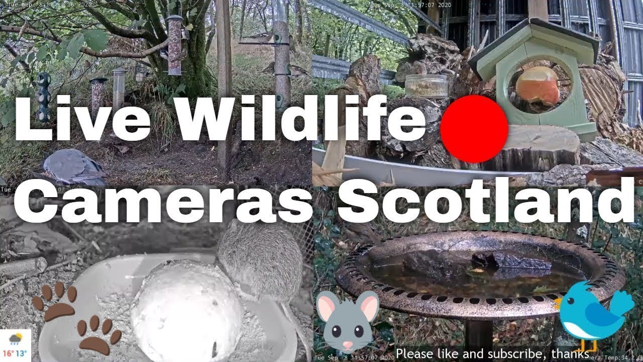 Day Live Stream ☀️ from May 4th | Bird Feeders, Wildlife Cameras Scotland UK from SWG