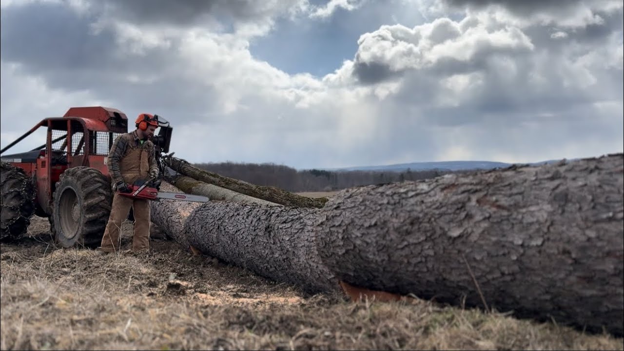 Conventional Logging // felling & skidding with a cable skidder