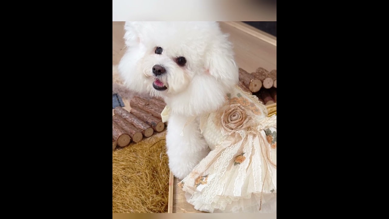 👑 Wedding Dog Dress &ndash; Royal Court Queen Costume for Your Pup! 👑