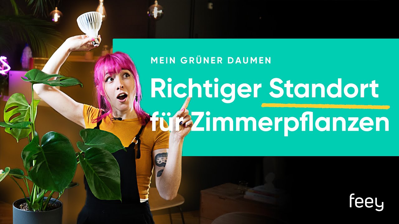 Standort und Licht f&uuml;r deine Pflanzen ☀️ ⛅ ☁️ | feey