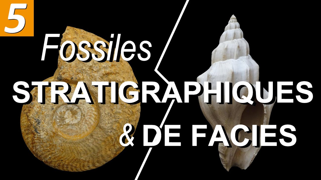 FOSSILES STRATIGRAPHIQUES et FOSSILES DE FACIES - par Mme RUAULT-DJERRAB