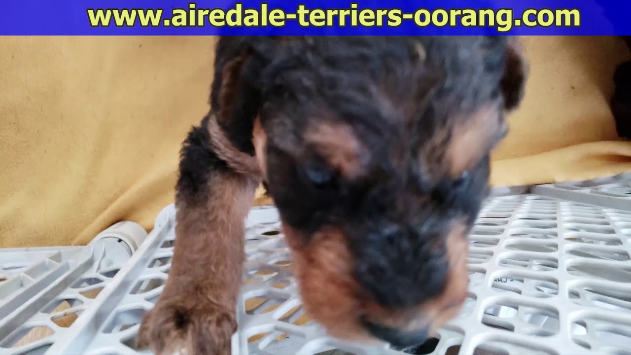 Airedale Terrier puppy love