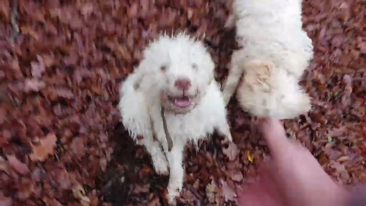 Арабела и Парис  тренировка на терен .