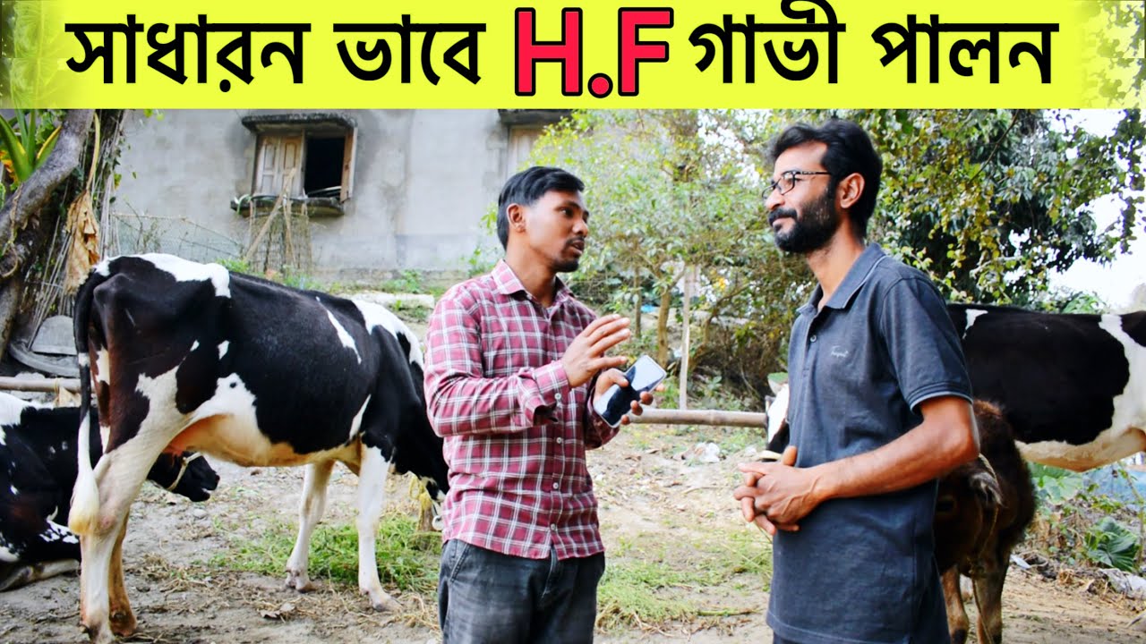 অতি সাধারণ ভাবে H.F (Holstein Friesian) গাভী পালন | Profitable Dairy Farm Business