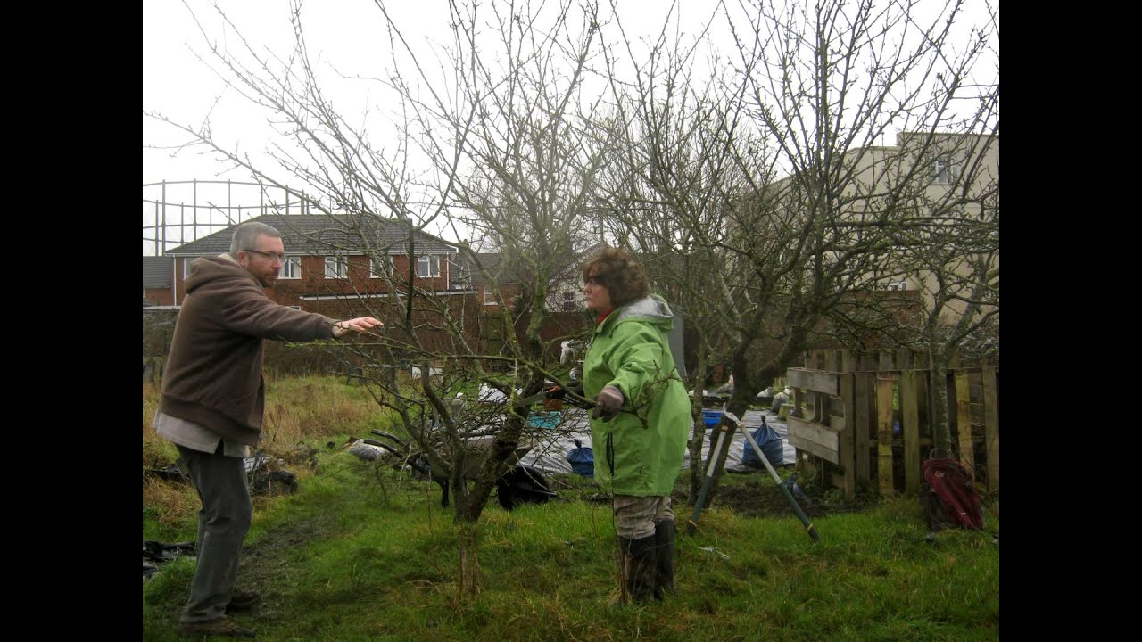 Pruning apple trees at the Salisbury Transition City taster allotments