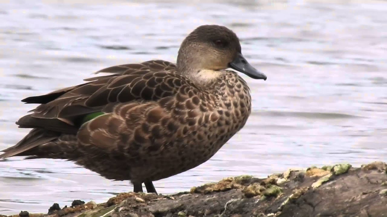 Nikon coolpix P900 zooming on duck bird over lake (world record super zoom)