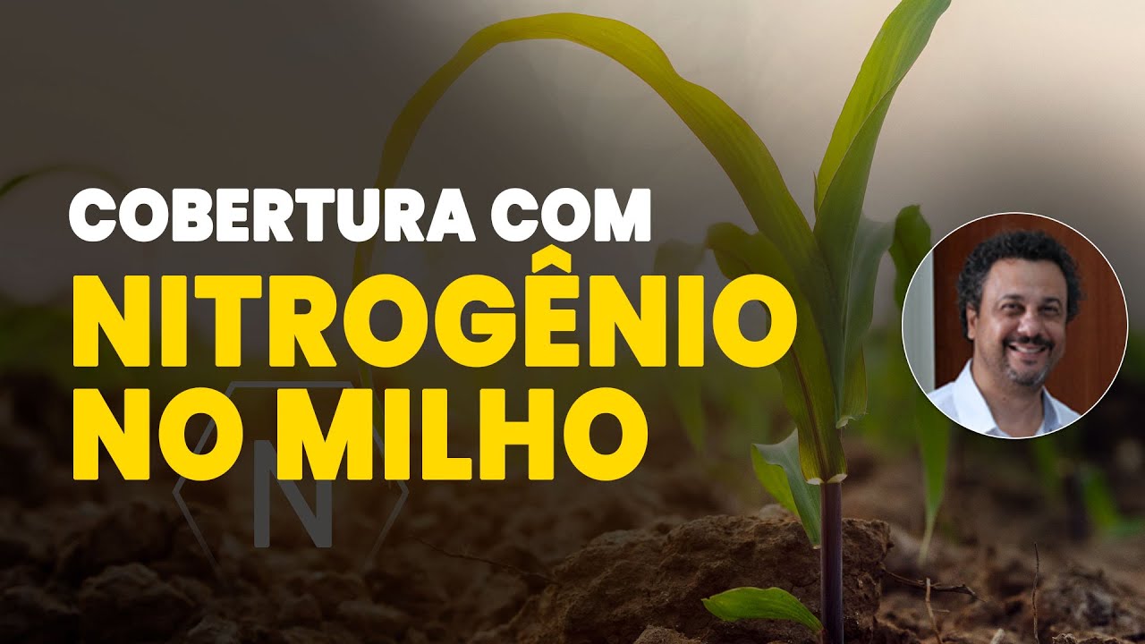 Nitrogênio no Milho: O Guia Completo para a Cobertura Perfeita! 🌽✨