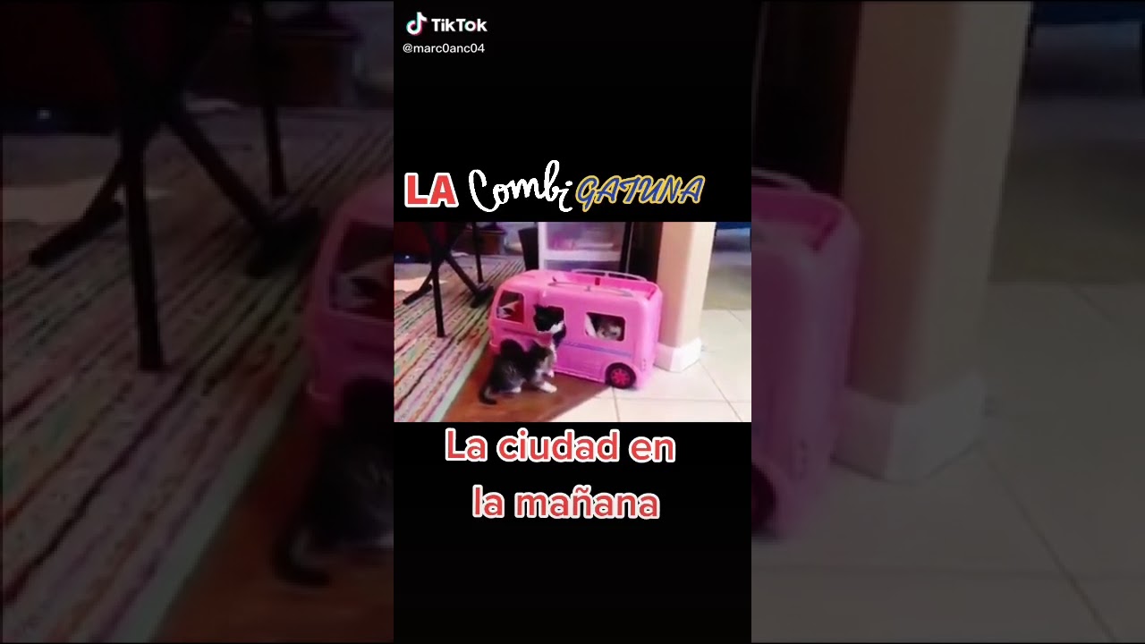 El combi gatuno